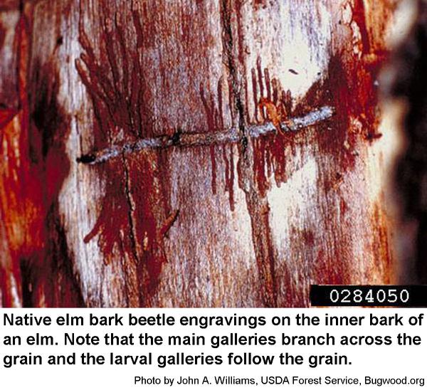 Native elm bark beetle egg ga
